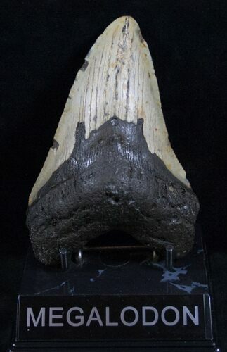 Bargain Megalodon Tooth - North Carolina #13756